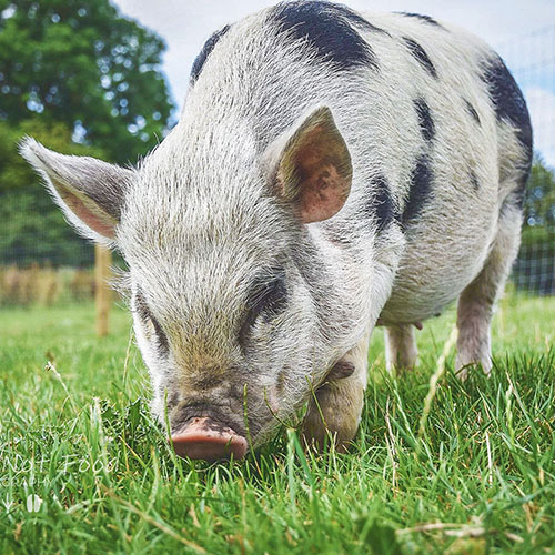 Sponsor Poppy
